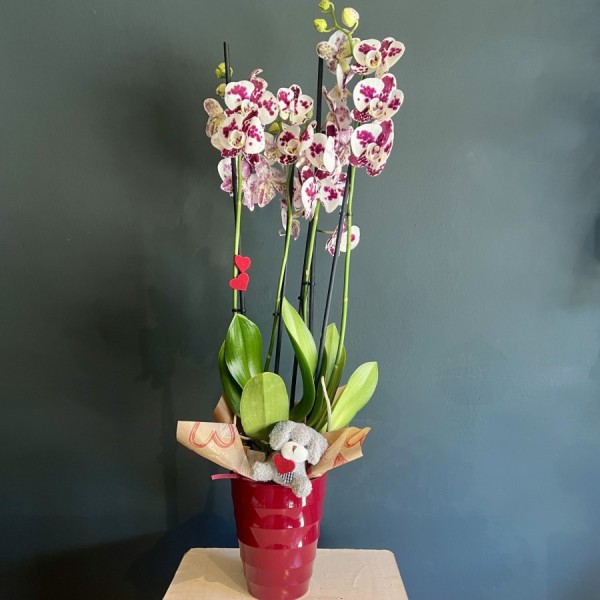 Orquídea especial San Valentín