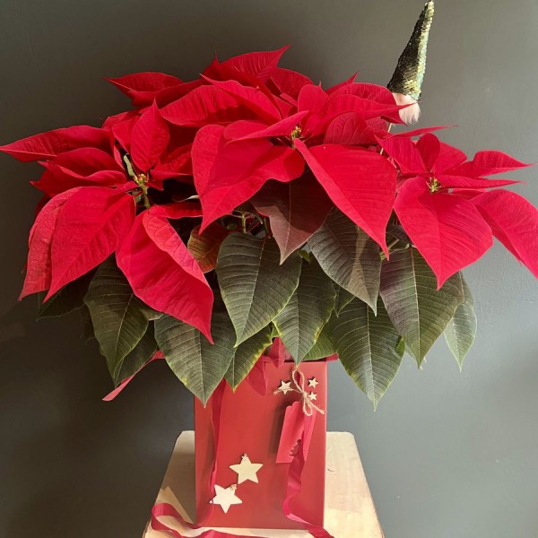 Flor de pascua roja grande