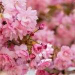 FLORES PARA  MAMÁ